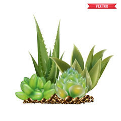 Green succulent plant in beige flowerpot 3D realistic tree front view. Popular indoor plants elements and succulents rosettes varieties including pin cushion cactus realistic collection isolated