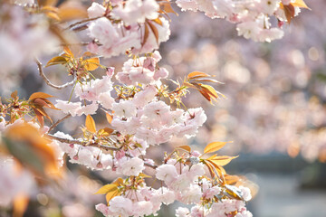 満開の美しい桜の花