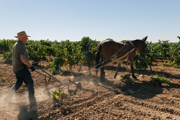 Senior man plowing field land in traditional way with mule in a vineyard