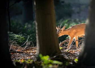 Roe deer wandering in the forest with sunlight