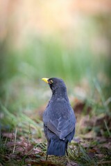Vertical shot of a male blackbird perched on the ground