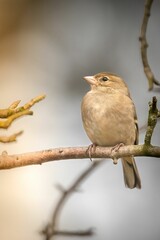 Vertical shot of a common chaffinch perched on a tree