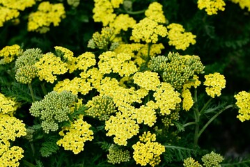 Closeup shot of beautiful yellow Firefly Sunshine flowers in a field