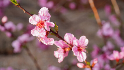 Fototapeta na wymiar Peach Blossoms in 2023.
