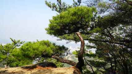 a special-shaped pine tree on a ridge.