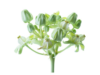 Calotropis gigantea , urple Crown flower, isolated on white background.
