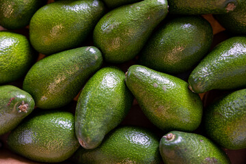 A big pile of whole ripe avocados. Close up