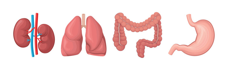 Kidneys, Lungs, Colon and Stomach as Human Internal Body Part Vector Set