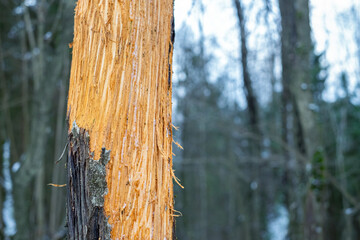 Aspen trunk gnawed by elk in winter. No bark. Gnaws. Winter food of elk (Alces alces). End of...