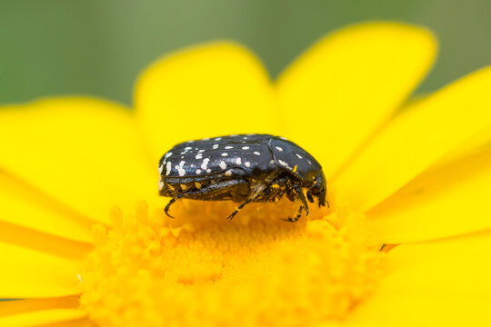 Rose chafer, Oxythyrea Noemi, on yellow corn marigold