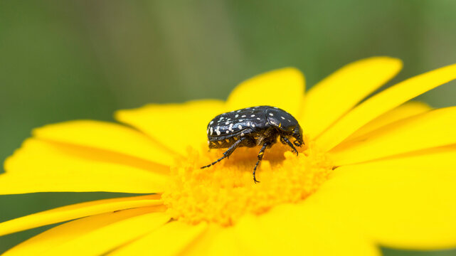 Rose chafer, Oxythyrea Noemi, on yellow corn marigold