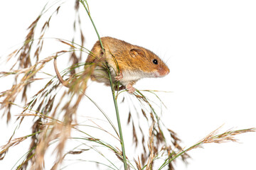 Harvest mouse, Micromys minutus, climbing, holding and balancing on high grass, isolated on white