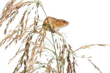 Harvest mouse, Micromys minutus, climbing, holding and balancing on high grass, isolated on white