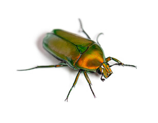 Naklejka premium Flower beetle, Chlorocala africana, isolated on white