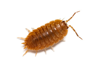 Orange Woodlouse, Porcellio laevis, isolated on white