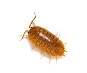Orange Woodlouse View from above, Porcellio laevis, isolated on white