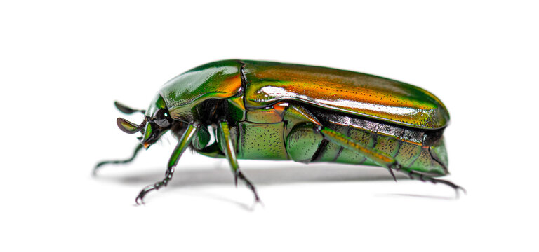 Green Flower beetle, Chlorocala africana, isolated on white