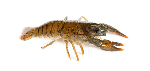 Stone crayfish, Austropotamobius torrentium, isolated on white