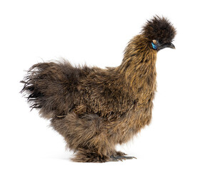 Side view of a Partridge Silkie hen, isolated on white