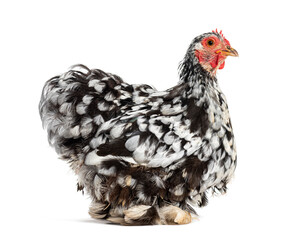 Side view of a Black and white Bantam hen, isolated on white
