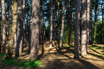 Sunlight shining through pine woodland, at Formby in Merseyside