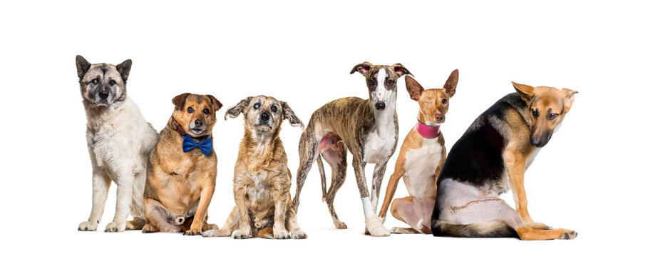 Group of sick, blind, injured, disabled dogs standing in a row, isolated on white