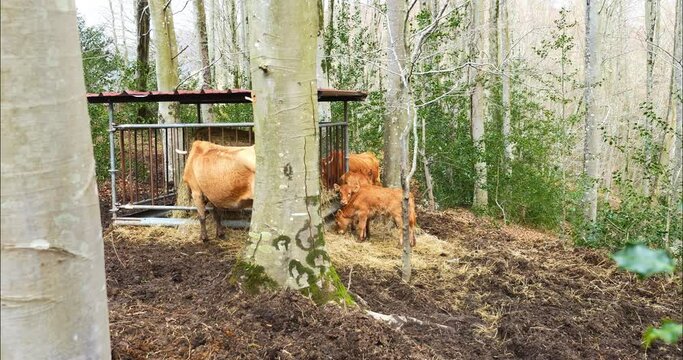 Famous cow and calves in the mountains in the Pays-Basque