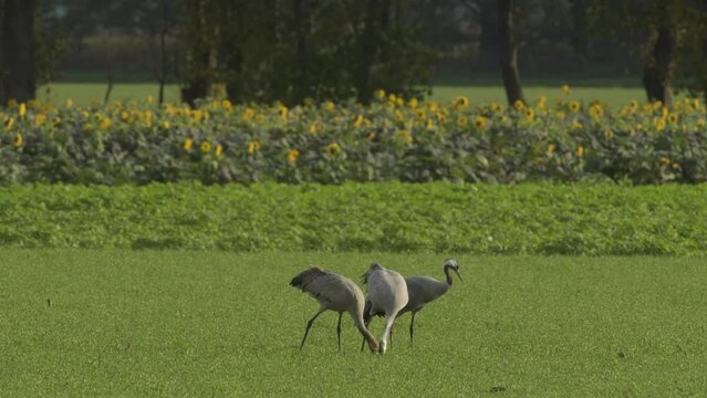 Common Cranes or Eurasian Cranes (Grus Grus) feeding and resting in a field around the moors of near Diepholz in Lower Saxony in Germany during the autumn migration.