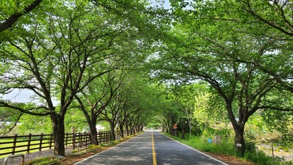 Path with  green street tree