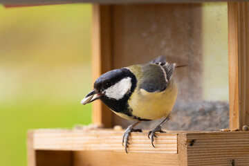 coal tit bird eating from a bird feeder