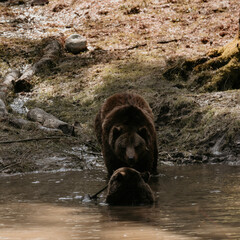 Two brown bears look at each other.