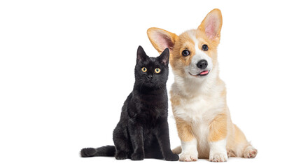 Black Kitten crossbreed cat and puppy Welsh Corgi Pembroke dog, looking at the camera, isolated on...