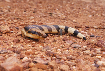 Tiliqua scincoides