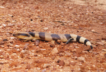 Naklejka premium Tiliqua scincoides