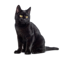 Sitting Black cat looking away, isolated on white