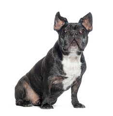 Sitting French Bulldog isolated on white