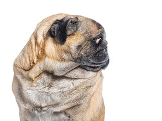 Obraz premium perfect profile of a pug dog head looking away, isolated on white