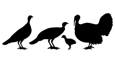Turkey Silhouette. Birds.  Poultry