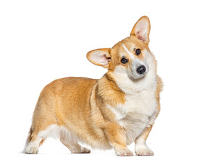 Welsh Corgi Pembroke facing and looking at he camera, isolated on white
