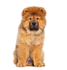 Three months old puppy Chow-chow dog, isolated on white