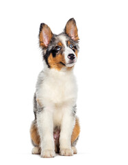 Four months old puppy Blue merle australian shepherd sitting and looking up, isolated on white