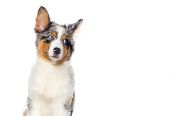 funny Four months old puppy Blue merle australian shepherd looking away isolated on white background