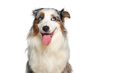 Blue merle australian shepherd dog  panting mouth open looking up with envy, isolated on white