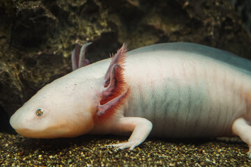 Axolotl, Mexican walking fish, salamander, tiger salamander. A pink albino axolotl in an aquarium, local pet store or pet store. Triton of white color at the bottom of the lake.