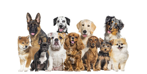 Group of dogs of different sizes and breeds looking at the camera, some cute, panting or happy, in...