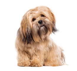 Sitting Lhasa apso dog, isolated on white