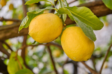 Lemon tree grove in Limone del Garda in a sunny day, Lake - lago - Garda, Lombardy, Italy