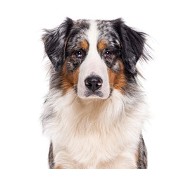 Bordernese, cross between Border Collie and Bernese Mountain Dog, isolated on white