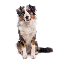 Bordernese, cross between Border Collie and Bernese Mountain Dog, isolated on white