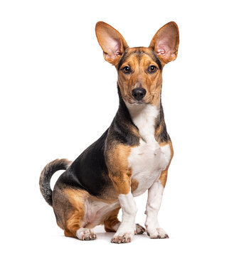 Crossbreed dog with big ears, isolated on white